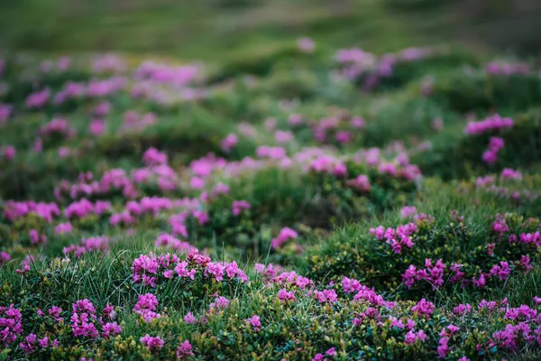 Fleurs de rhododendron dans la nature — Photo