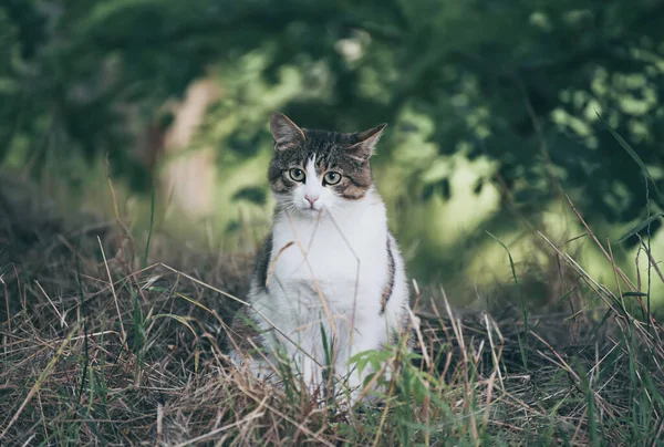Retrato de gato callejero —  Fotos de Stock