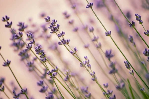 Lavanda hermosas flores — Foto de Stock