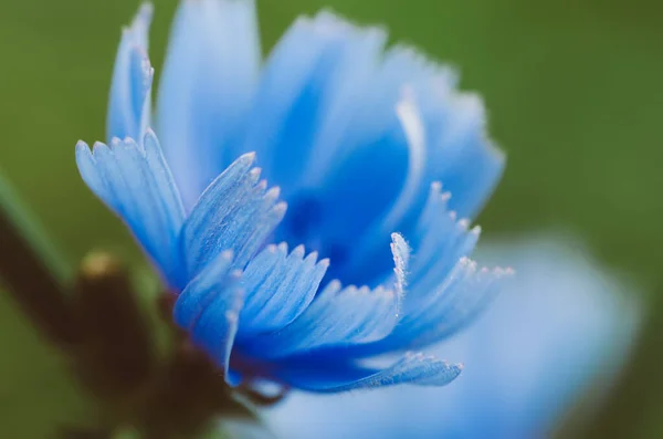 Fleur de chicorée dans la nature — Photo