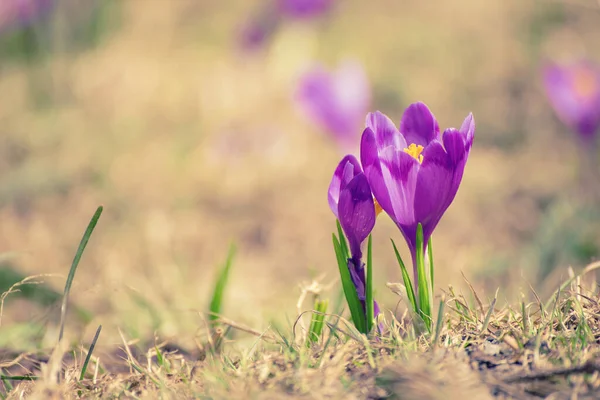 Spring crocus flower — Stock Photo, Image