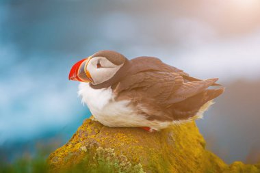 Tek Atlantik martısı.