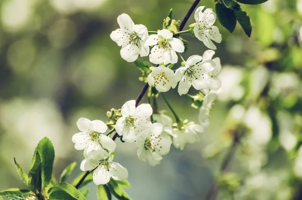 Cherry bingkai bunga — Stok Foto