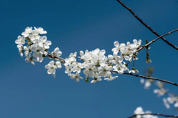 Fiori di ciliegio primaverile — Foto Stock