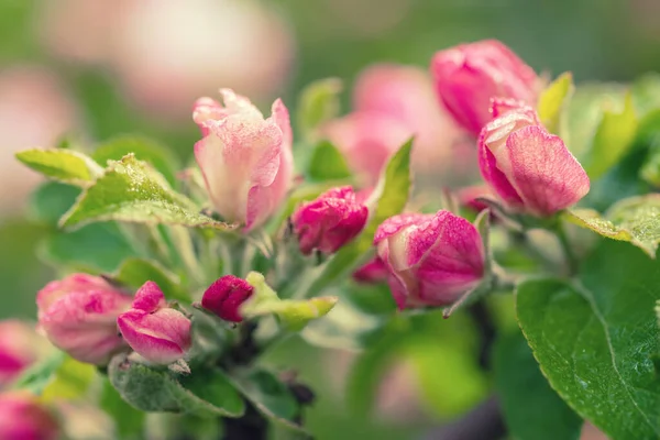 Fiore di melo — Foto Stock