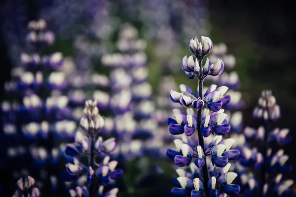 İzlanda 'da Lupine çiçekleri — Stok fotoğraf