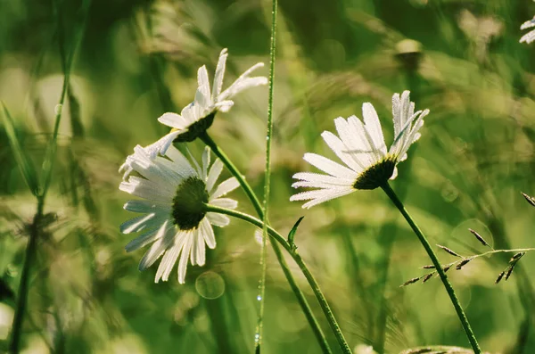 Divoké heřmánkové květy — Stock fotografie