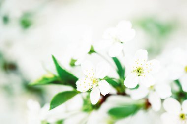 Kiraz bahar çiçekleri