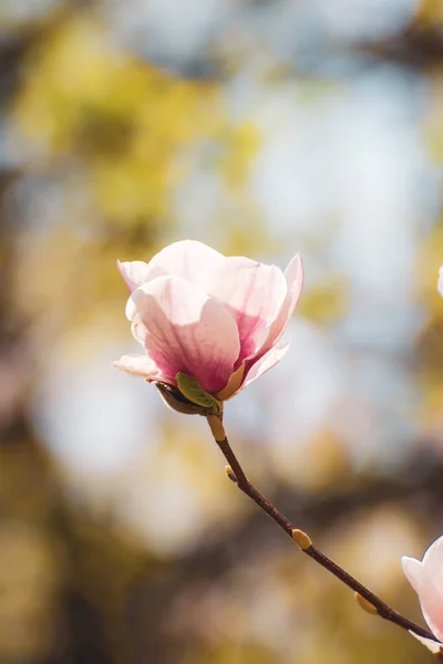 Magnolia fiori primaverili — Foto Stock