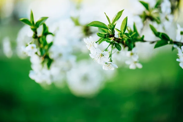 벚꽃 모양 — 스톡 사진