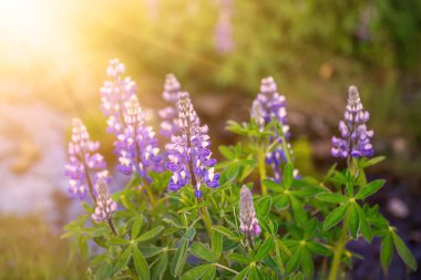 İzlanda 'da Lupine çiçekleri