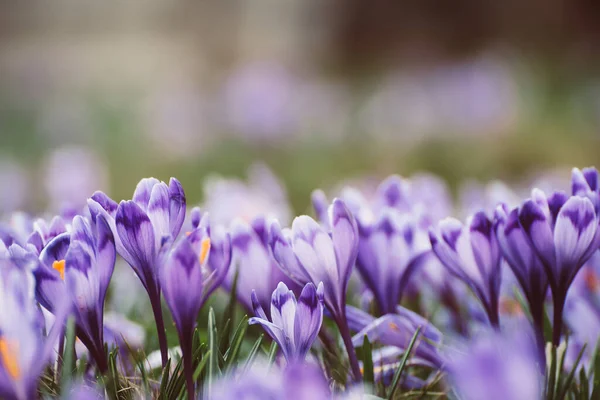 Spring crocus flowers — Stock Photo, Image