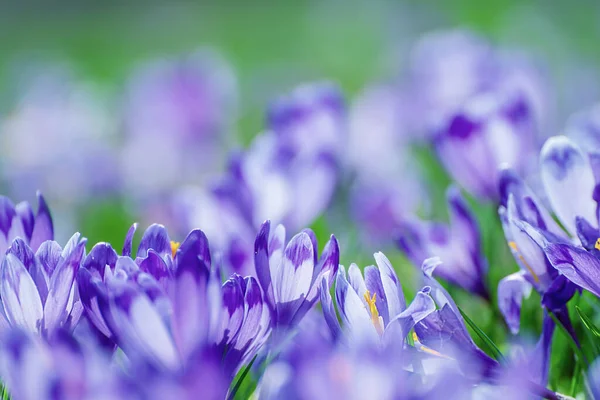 Krokusblüten im Frühling — Stockfoto