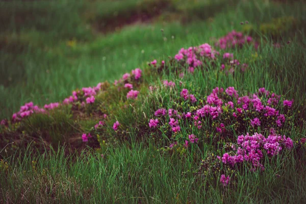 Fiori di rododendro in natura — Foto Stock