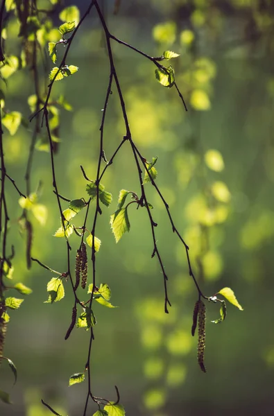 春の白樺の枝 — ストック写真