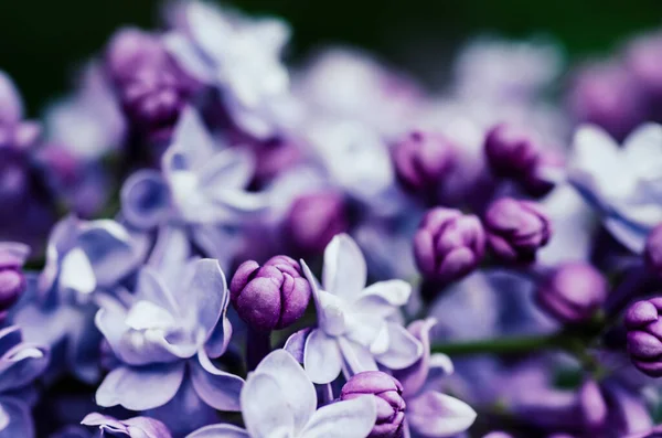 Macro fleurs de lilas — Photo