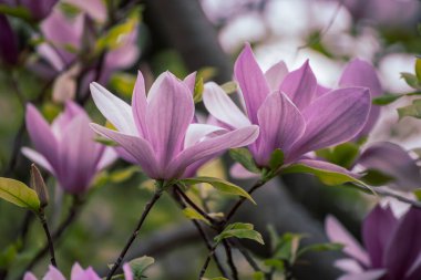 Magnolia bahar çiçekleri