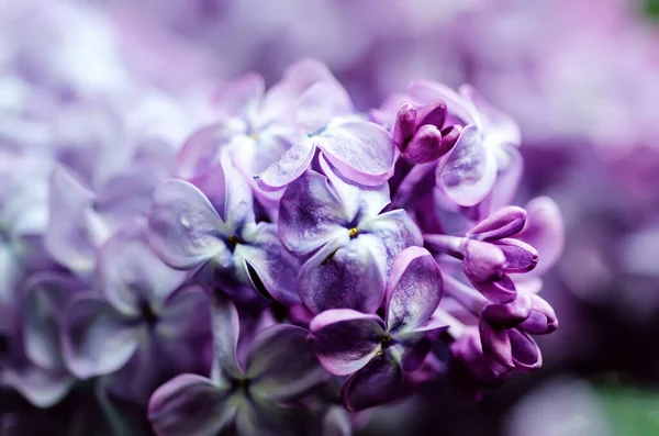 Flores lilás macro — Fotografia de Stock