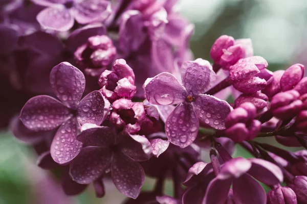 Macro fleurs de lilas — Photo