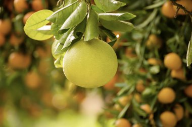 Bahçede Pomelo meyvesi
