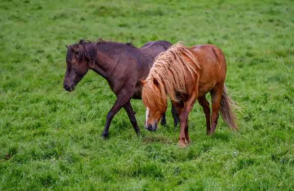 Two icelandic horses — Stock Photo, Image