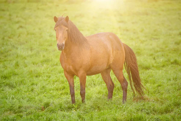 Ein isländisches Pferd — Stockfoto