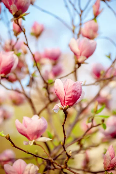 Magnolia wiosenne kwiaty — Zdjęcie stockowe