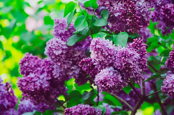 春天的紫丁香花 — 图库照片