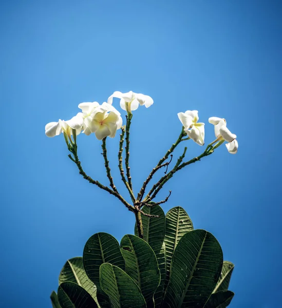 White plumaria flowers —  Fotos de Stock