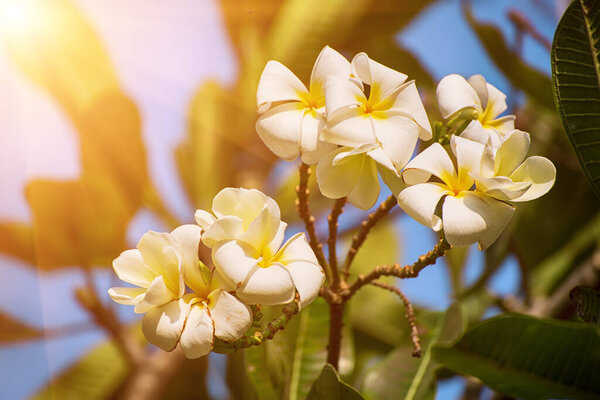 White plumaria flowers