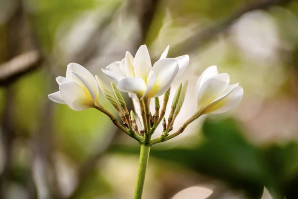 White plumaria flowers —  Fotos de Stock