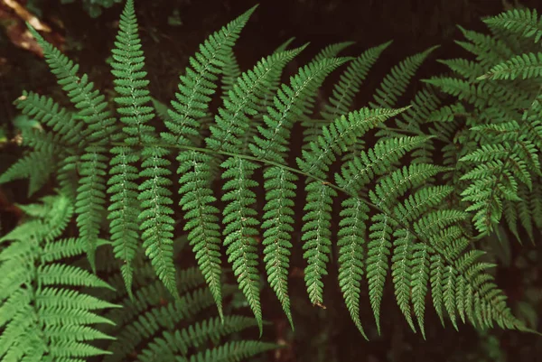 Feuille de fougère fond — Photo