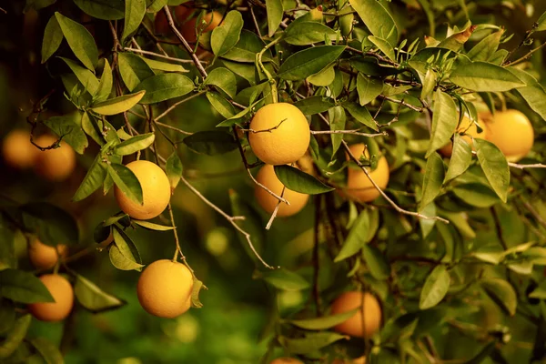 Meyveli mandalina bahçesi — Stok fotoğraf