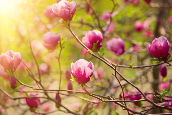 Magnolia spring flowers — Stock Photo, Image