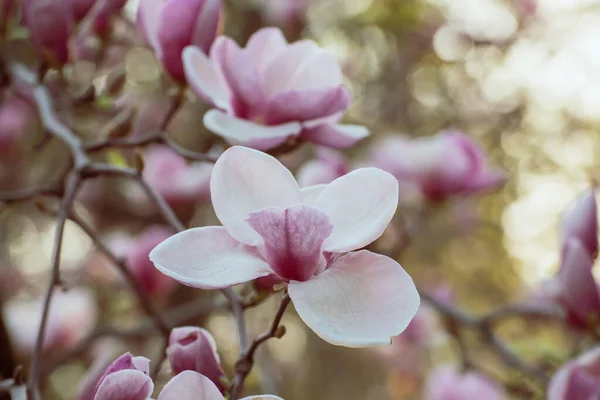 Magnolia fiori primaverili — Foto Stock