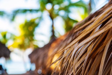 Tropik Karayip Sahili