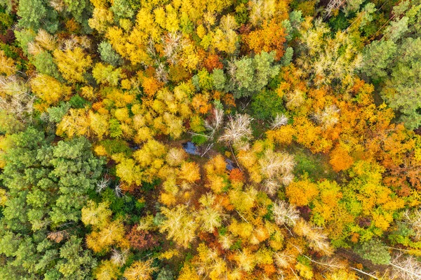 Yukarıdan sonbahar ormanı