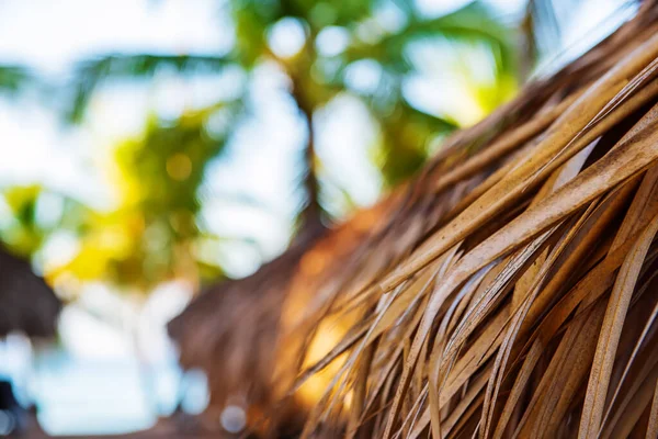 Tropik Karayip Sahili