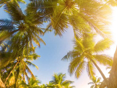 Palmiyeli Tropikal Arkaplan