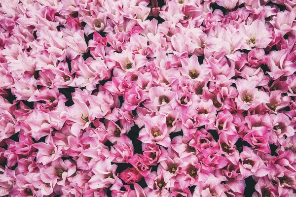 Fiori di tulipano rosa — Foto Stock