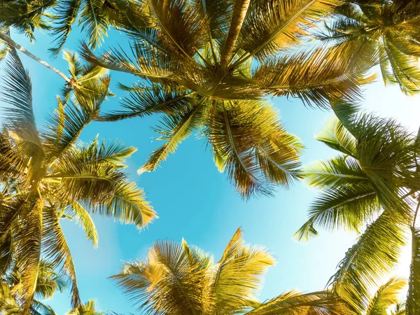 Fondo tropical con palmera —  Fotos de Stock