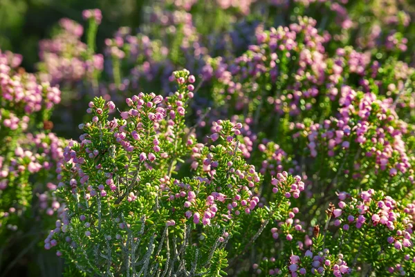 Flores de brezo florecientes —  Fotos de Stock