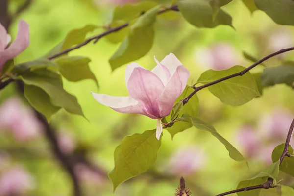 Magnolia wiosenne kwiaty — Zdjęcie stockowe