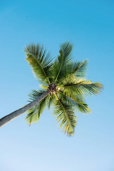 Palmera y cielo —  Fotos de Stock