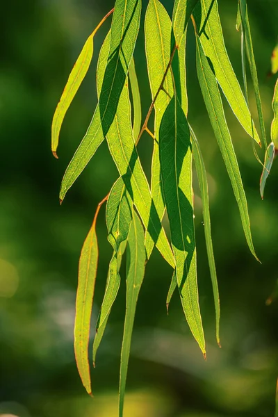 Eucalyptus groene bladeren — Stockfoto