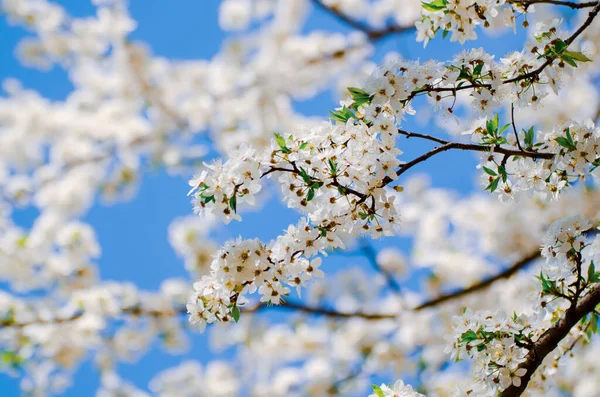 Plommon vårblommor — Stockfoto