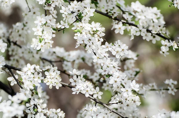 Слива Весняні квіти — стокове фото