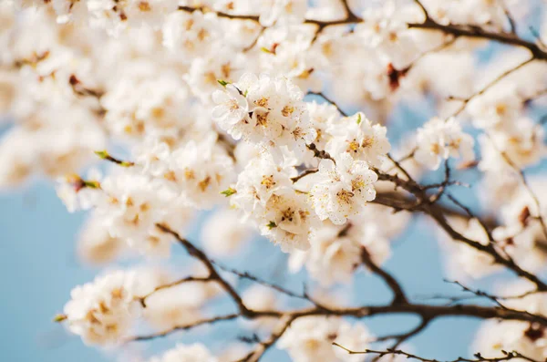 Aprikosträd blommar — Stockfoto