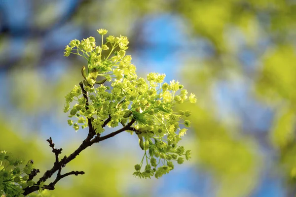 Blütezeit des Ahornbaums — Stockfoto