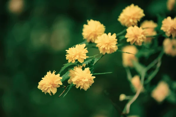 黄色の夏の花 — ストック写真